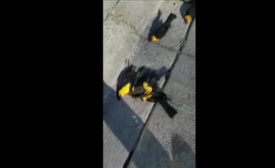 Centenares de pájaros caen muertos a la vez en México por causas desconocidas